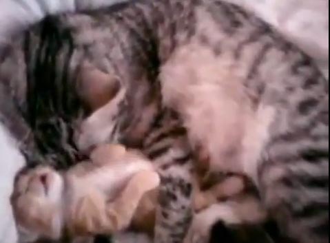 kedi-sarılması kedi sarılması