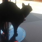 kedi kedi
