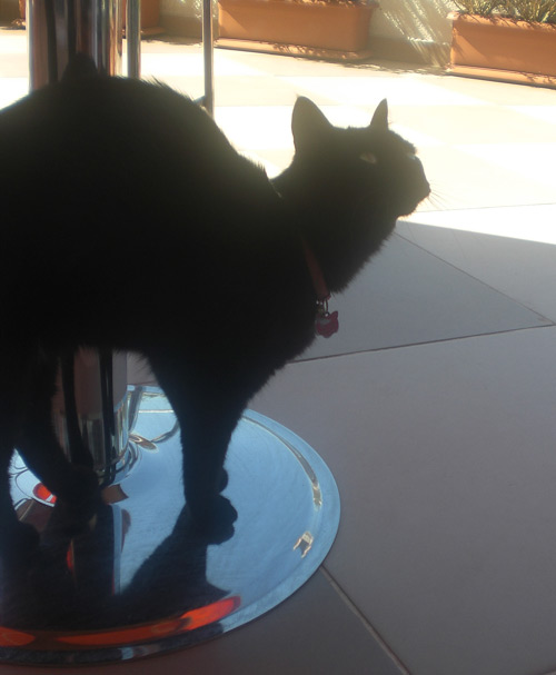 kedi